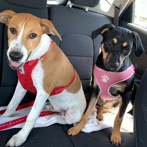 Enlarge *Courtesy Listing - Ozzo, a Adoptable Labrador Retriever in Tuscaloosa, AL image 4/6