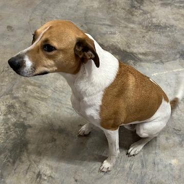 Enlarge *Courtesy Listing - Ozzo, a Adoptable Labrador Retriever in Tuscaloosa, AL image 5/6