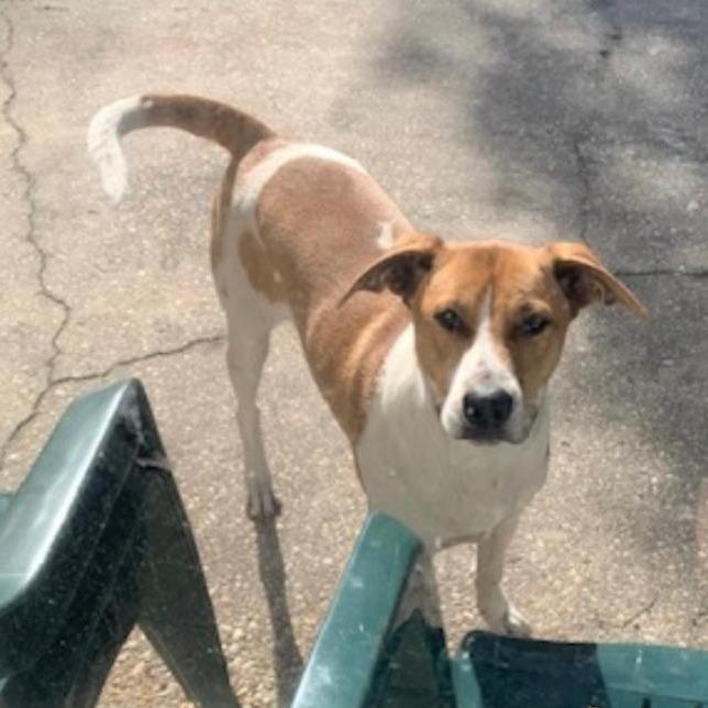 Enlarge *Courtesy Listing - Ozzo, a Adoptable Labrador Retriever in Tuscaloosa, AL image 6/6