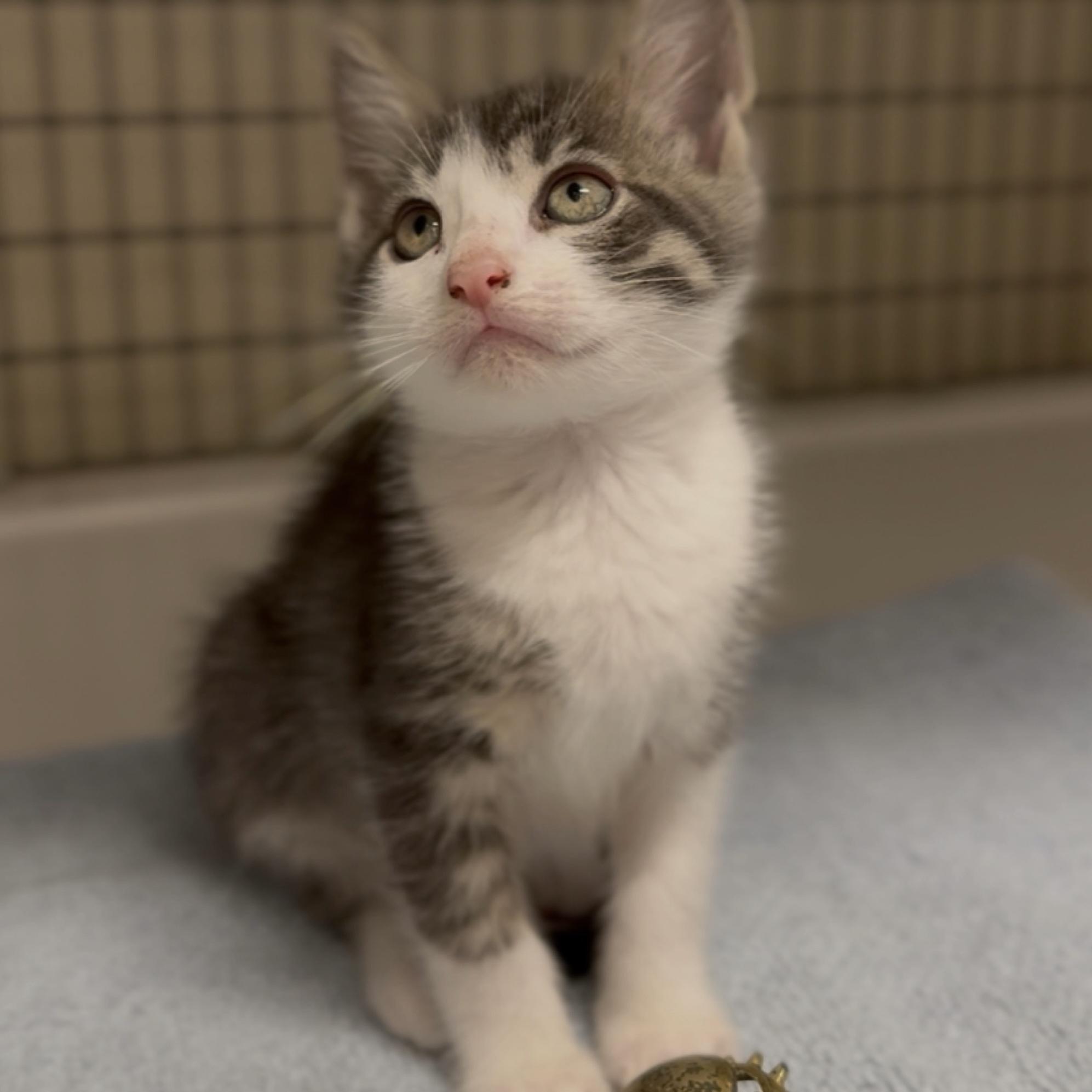 Enlarge Reed , an adopted mixed breed in Kingwood, TX image 4/6