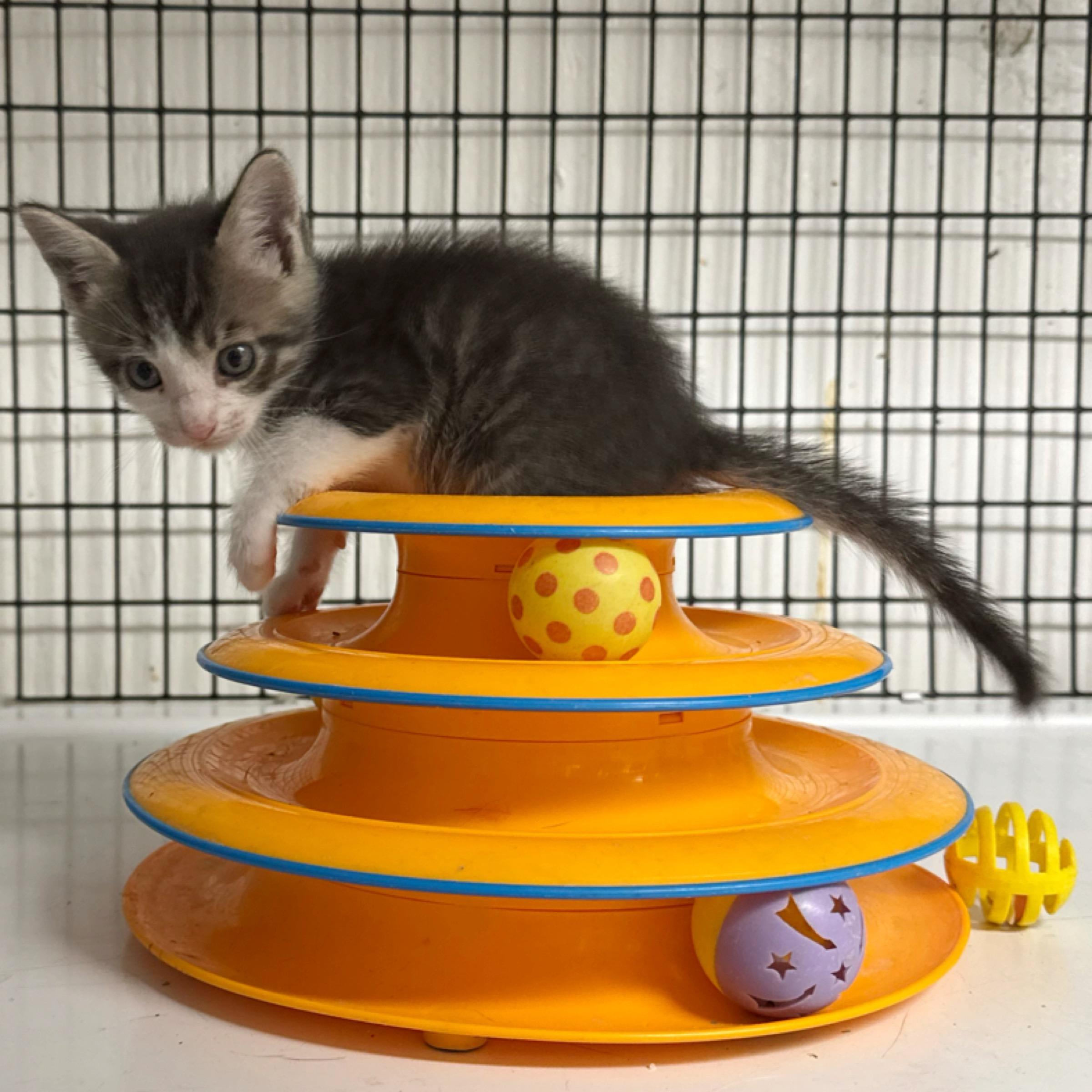 Enlarge Reed , an adopted mixed breed in Kingwood, TX image 3/6