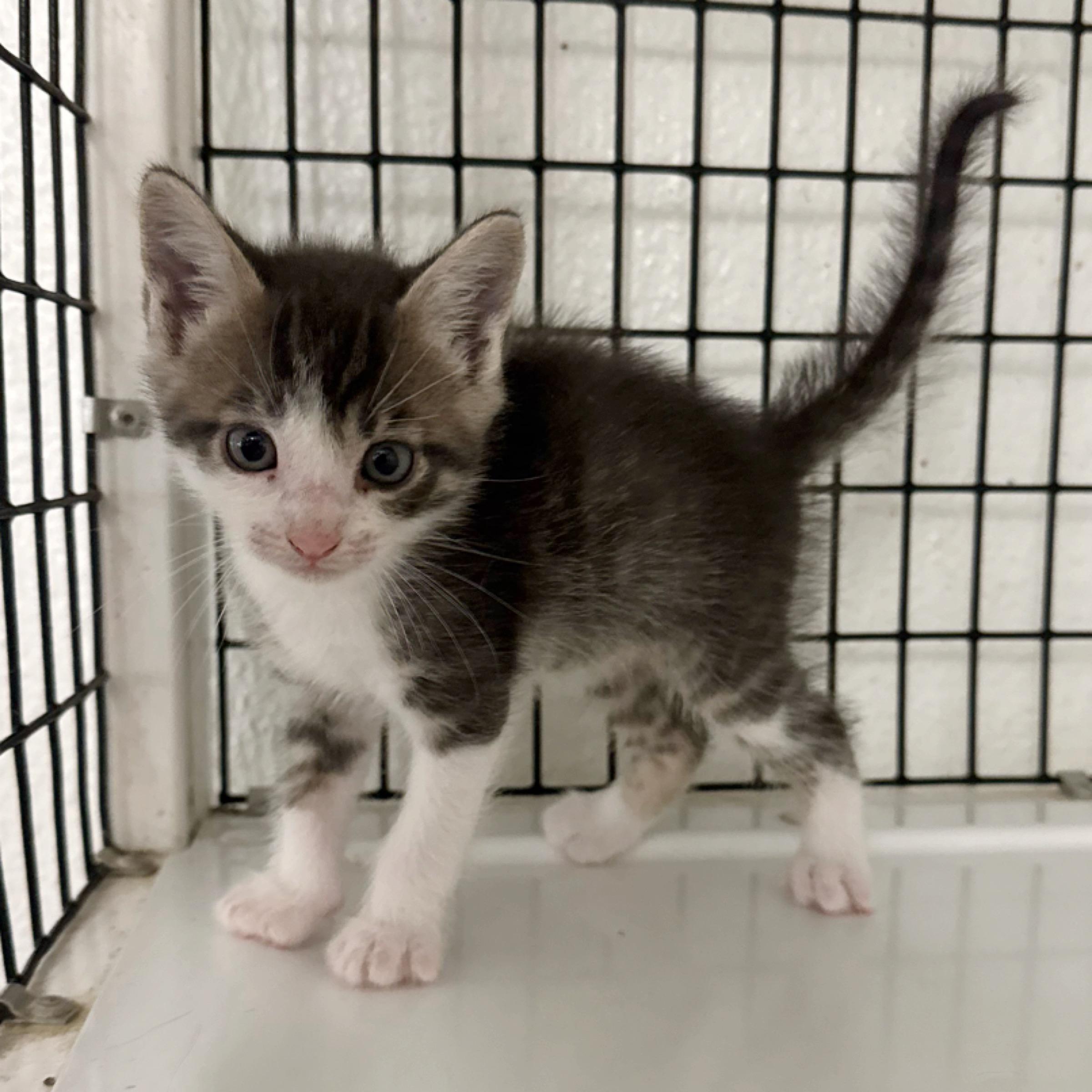 Enlarge Reed , an adopted mixed breed in Kingwood, TX image 2/6