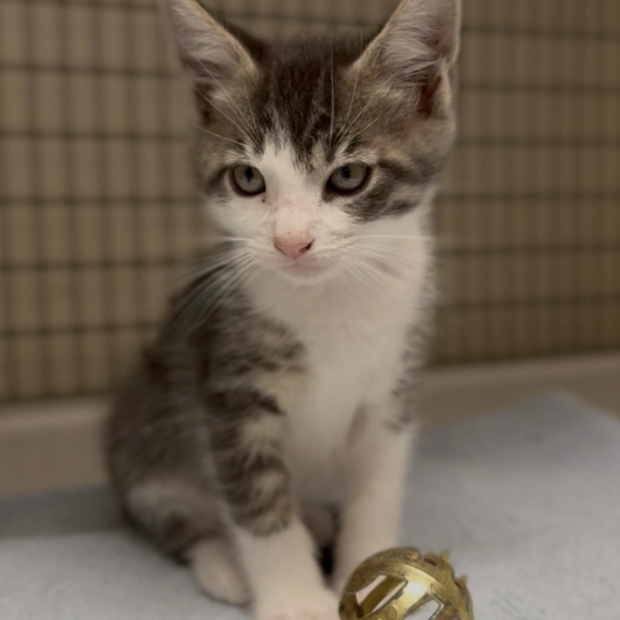 Enlarge Reed , an adopted mixed breed in Kingwood, TX image 1/6