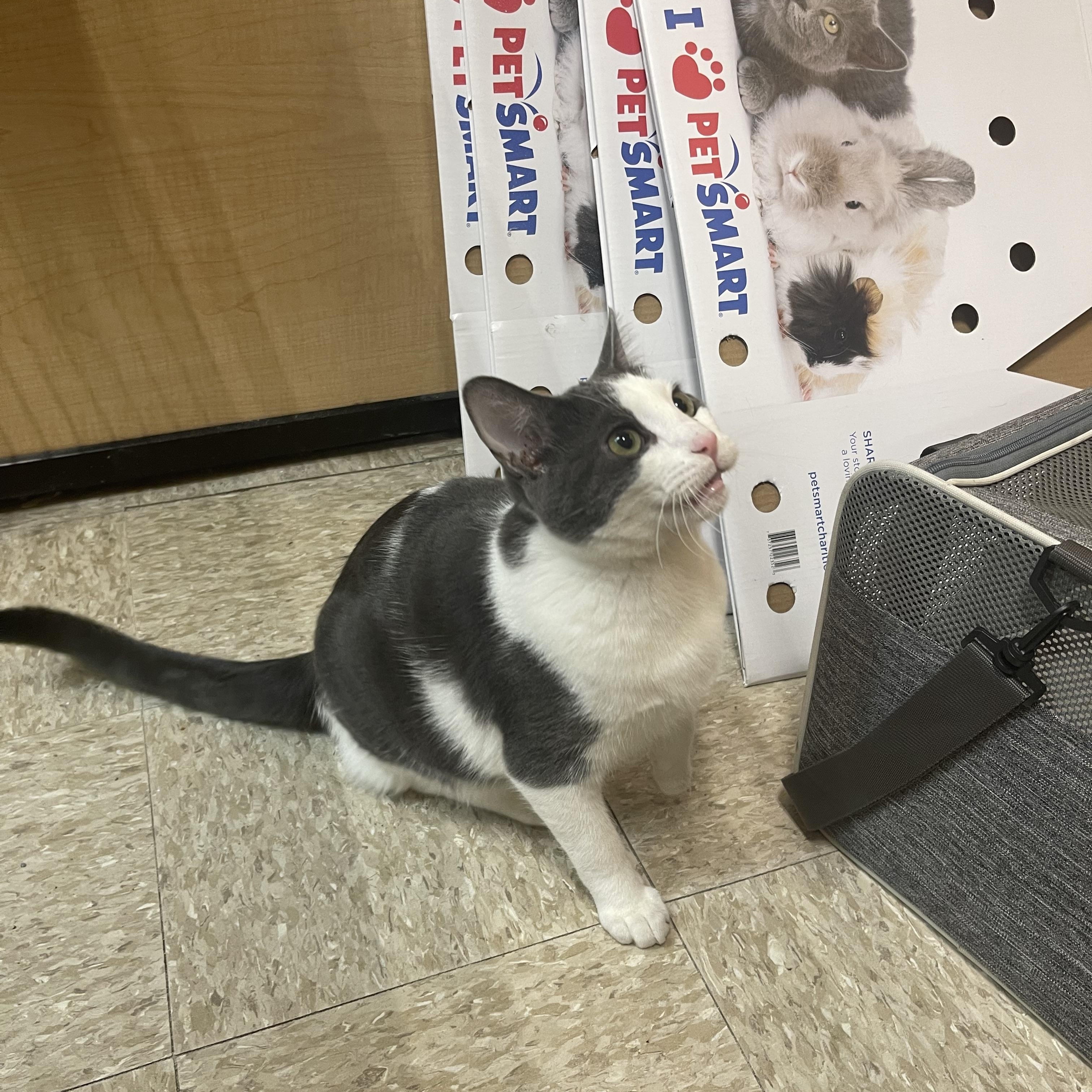 Enlarge Bagel, an adopted Domestic Short Hair in Highland, IN image 2/3