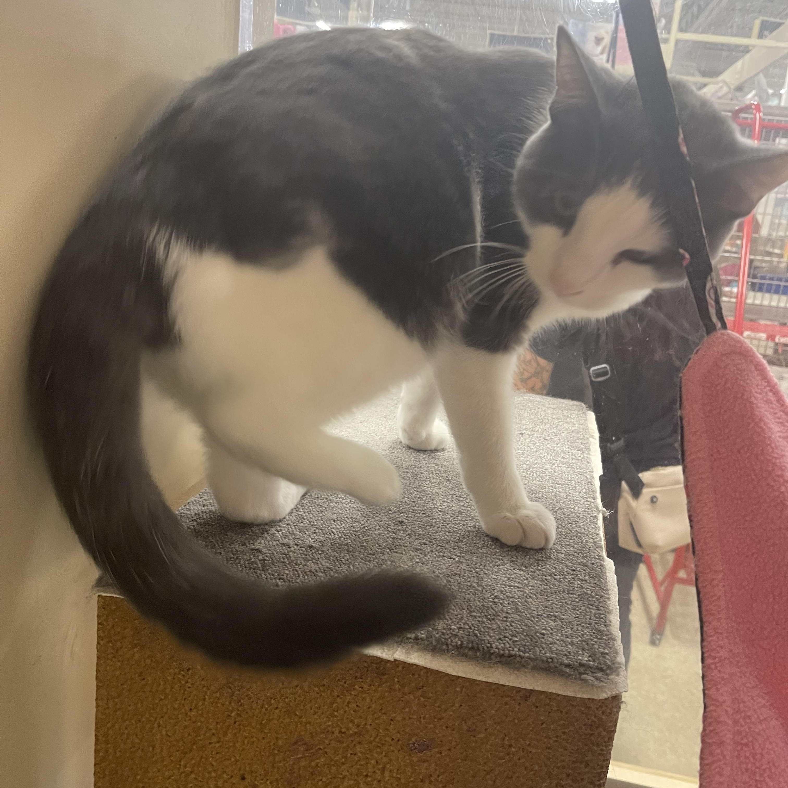 Enlarge Bagel, an adopted Domestic Short Hair in Highland, IN image 3/3