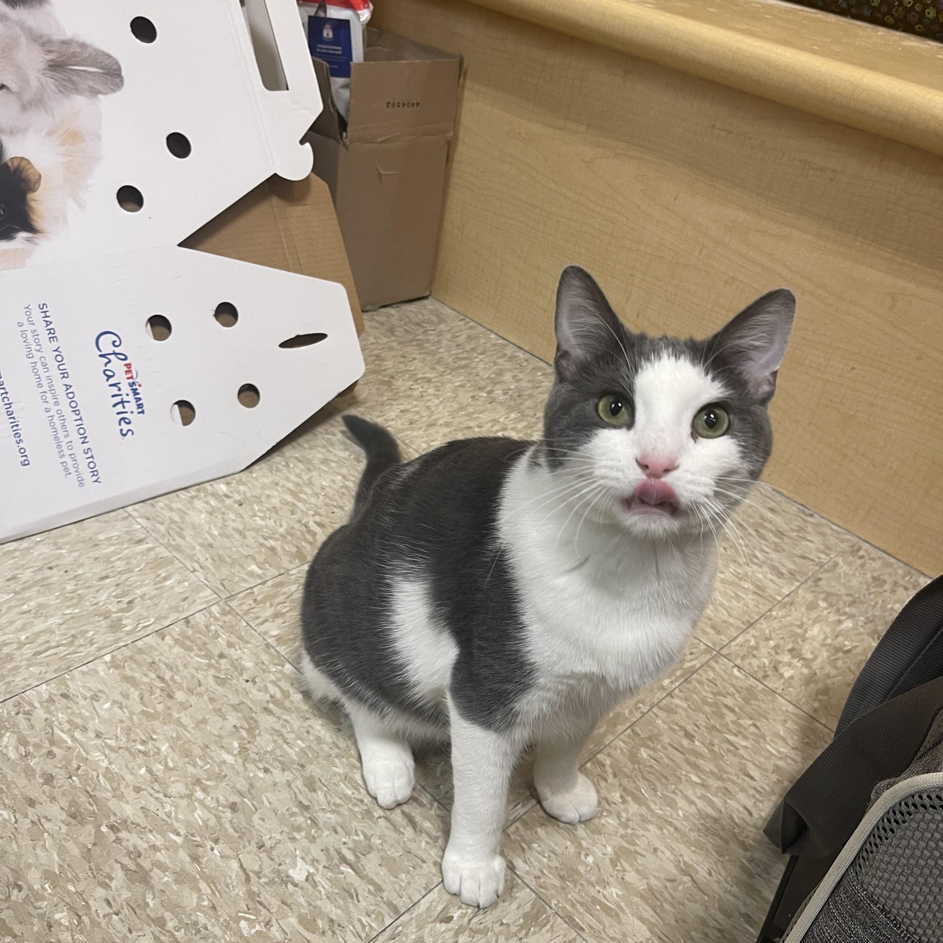 Bagel, adopted, Young Male Domestic Short Hair.