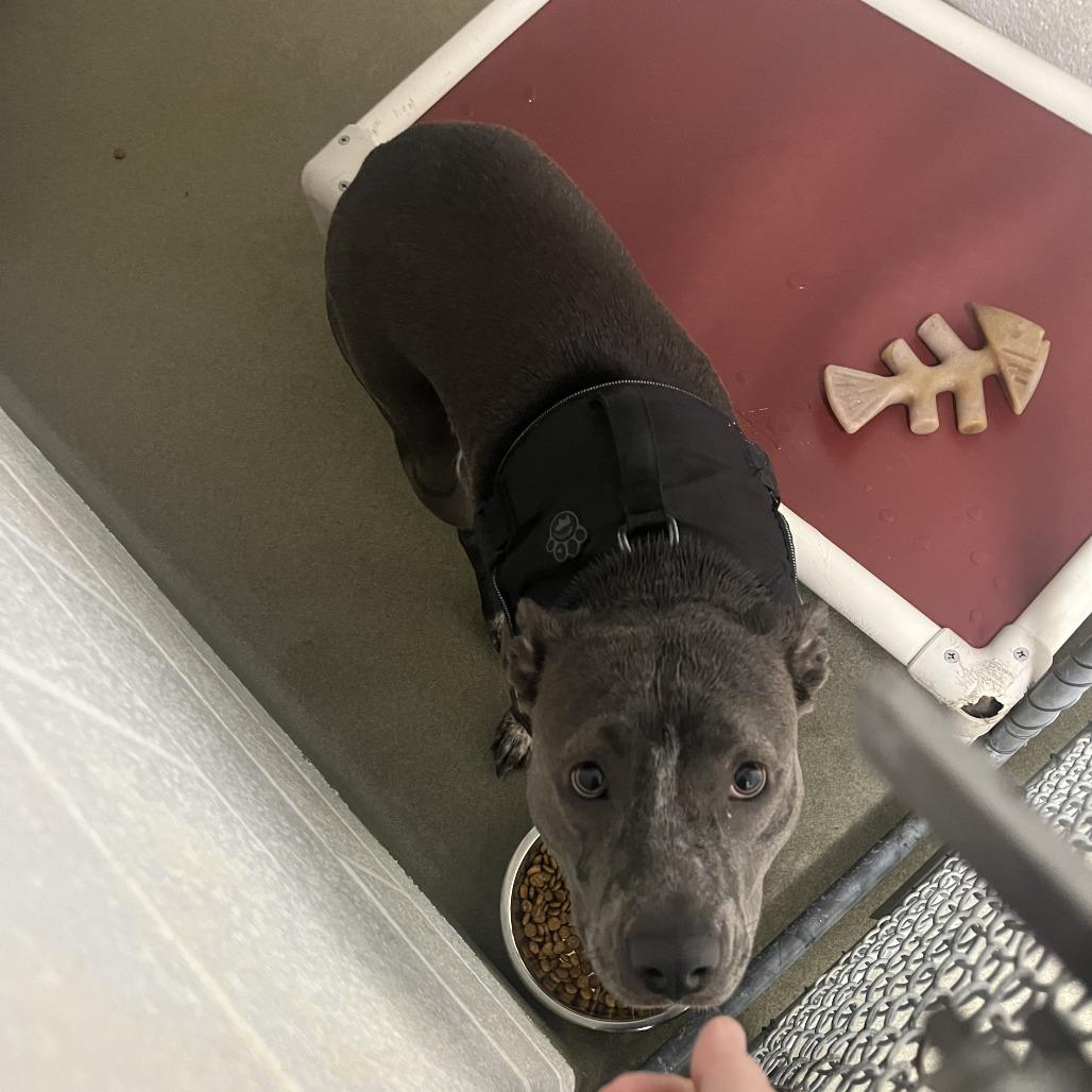 71069, Adoptable, Adult Female Pit Bull Terrier.