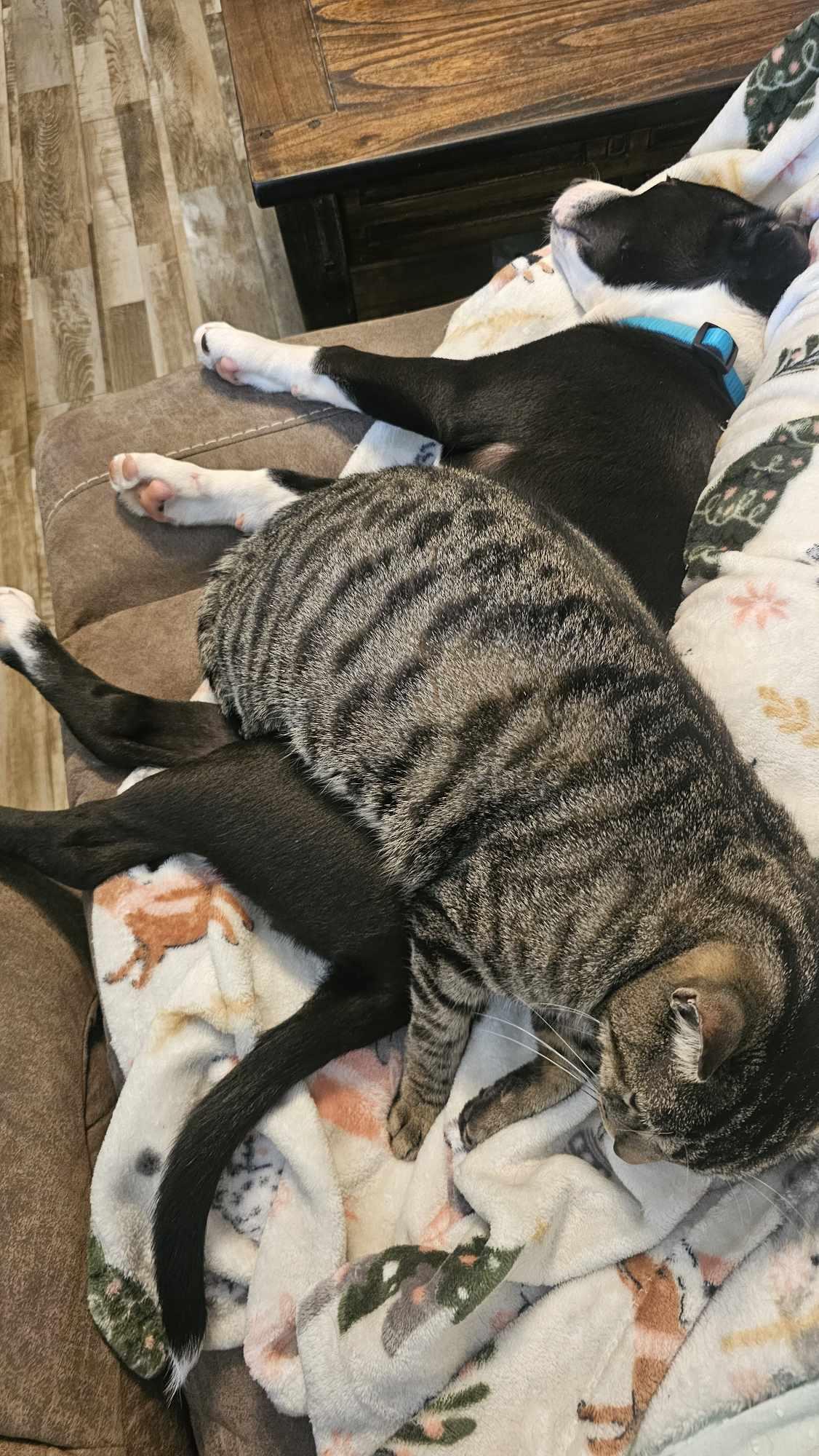 Bronx, Adopted, Puppy Male Border Collie & Labrador Retriever.