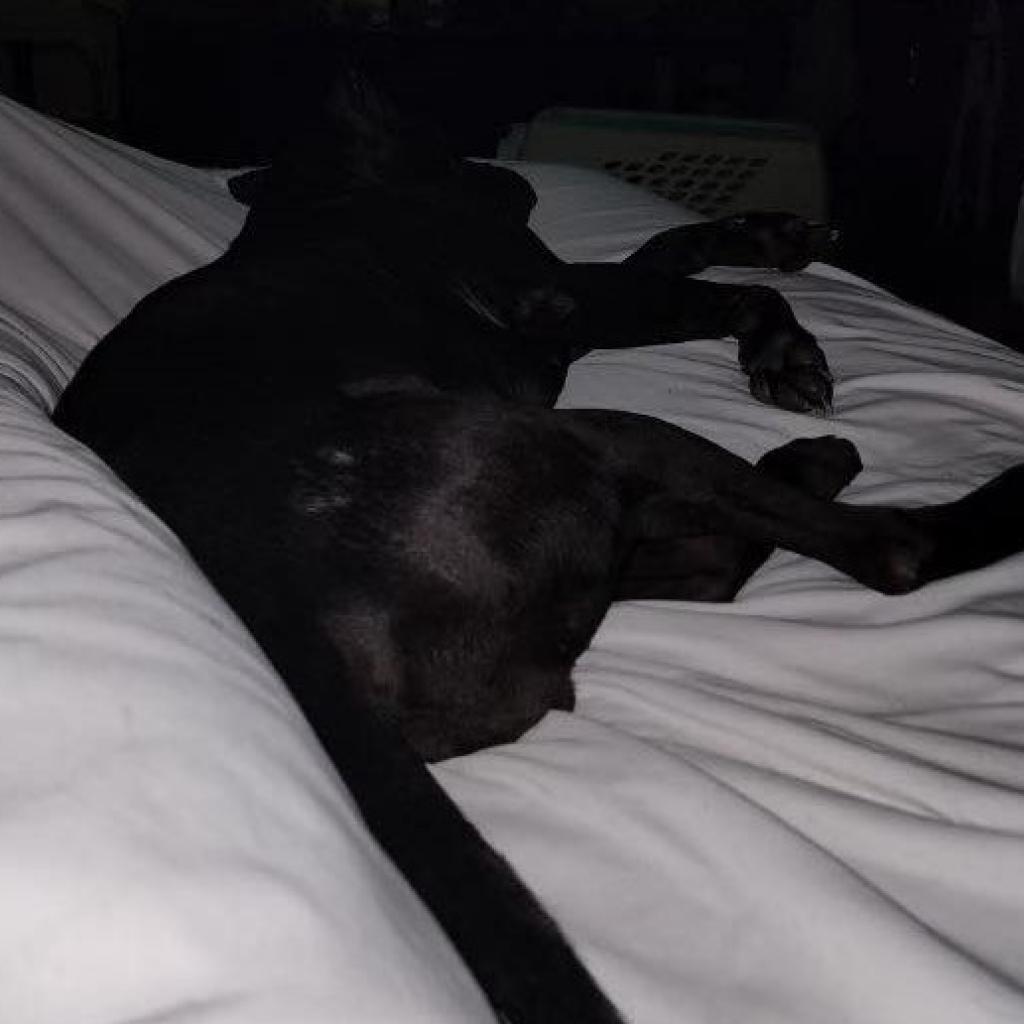 Enlarge Polly, a Adoptable Pit Bull Terrier in Glenmora, LA image 2/4