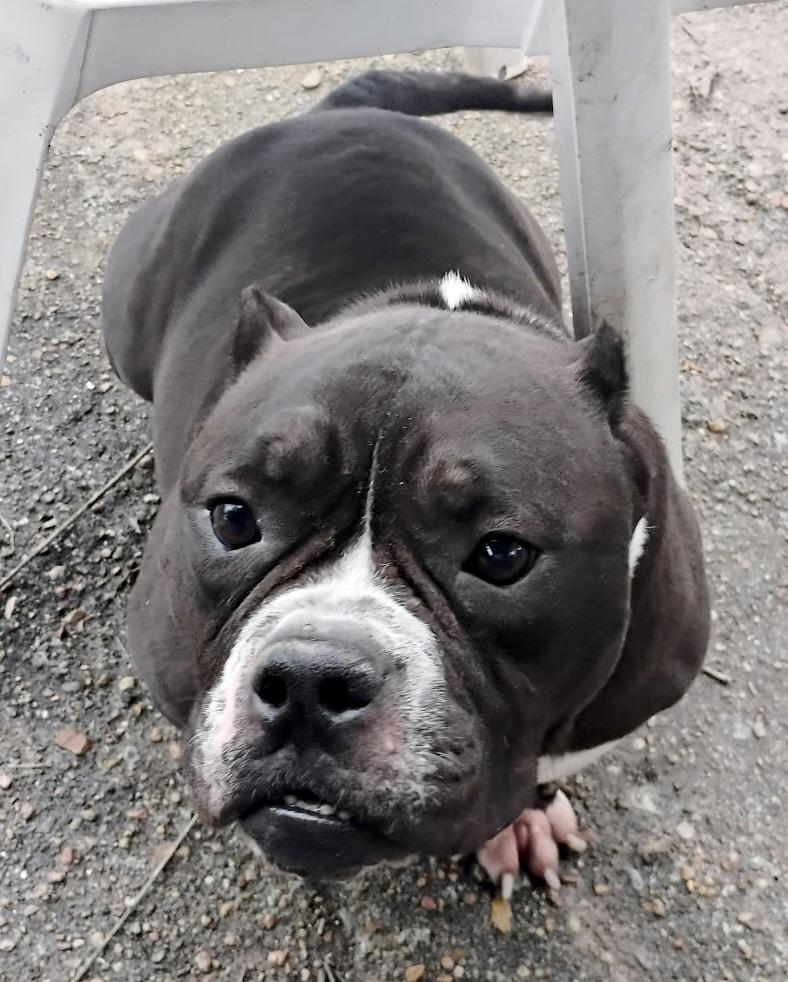 Ebony — thumbnail 2