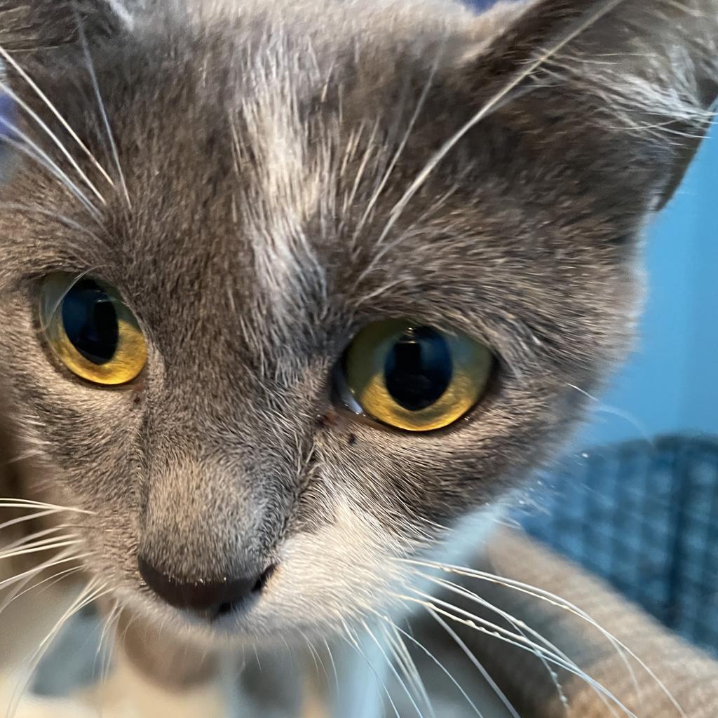 Enlarge Eve, a Adoptable Domestic Short Hair in Mundelein, IL image 1/6