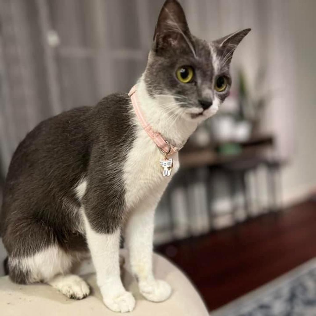 Enlarge Eve, a Adoptable Domestic Short Hair in Mundelein, IL image 2/6