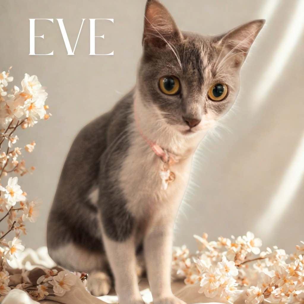 Enlarge Eve, a Adoptable Domestic Short Hair in Mundelein, IL image 3/6