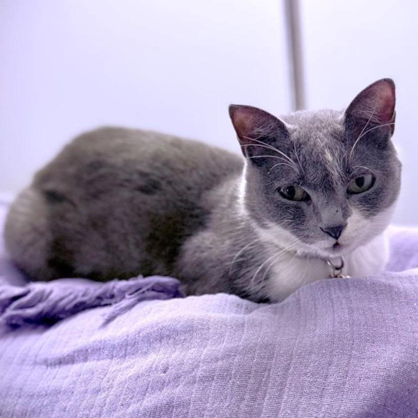 Enlarge Eve, a Adoptable Domestic Short Hair in Mundelein, IL image 3/6