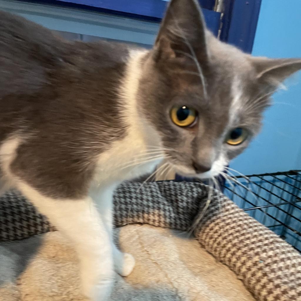 Enlarge Eve, a Adoptable Domestic Short Hair in Mundelein, IL image 4/6