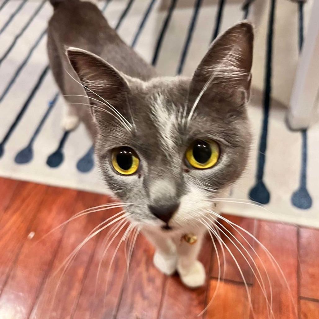 Enlarge Eve, a Adoptable Domestic Short Hair in Mundelein, IL image 6/6