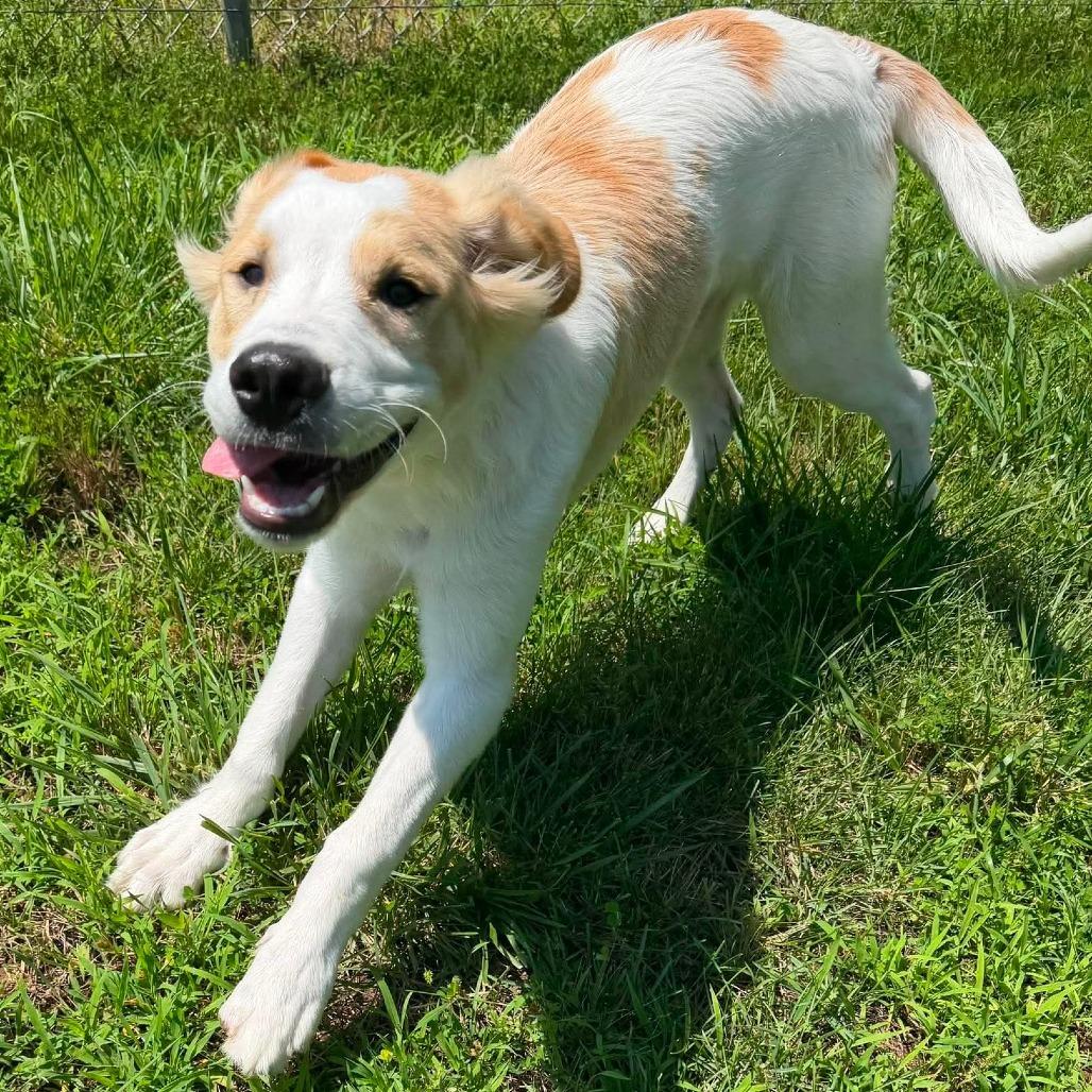 Enlarge Hercules, a Adoptable mixed breed in Jackson, MO image 1/6