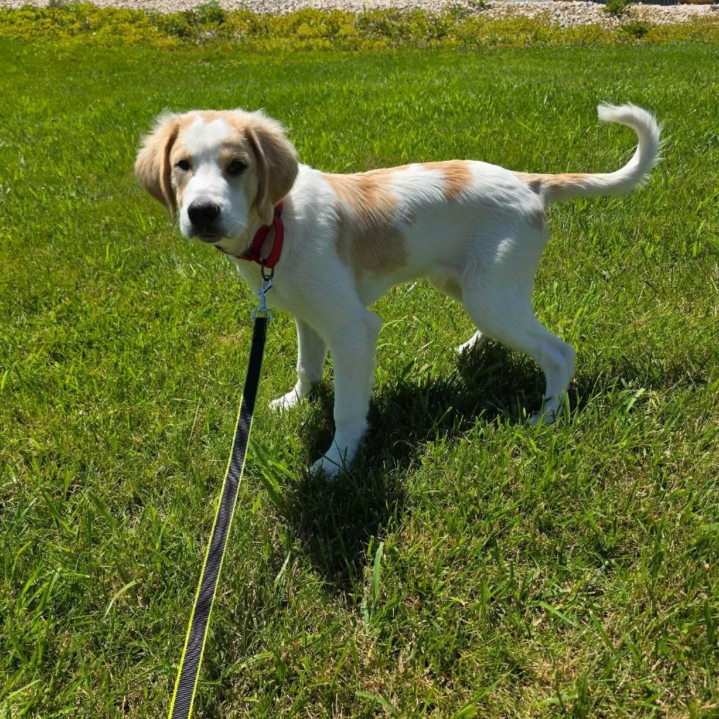 Enlarge Hercules, a Adoptable mixed breed in Jackson, MO image 2/6