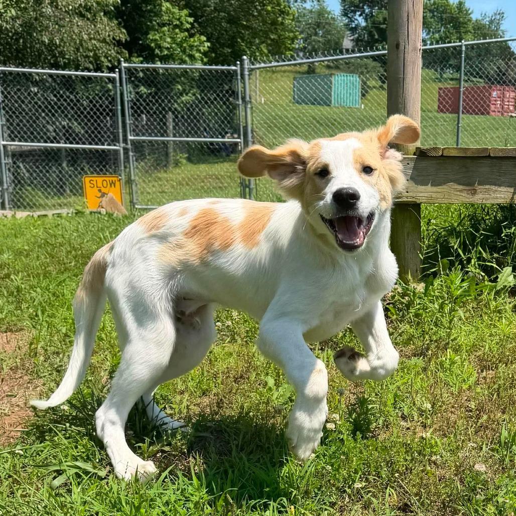 Enlarge Hercules, a Adoptable mixed breed in Jackson, MO image 3/6