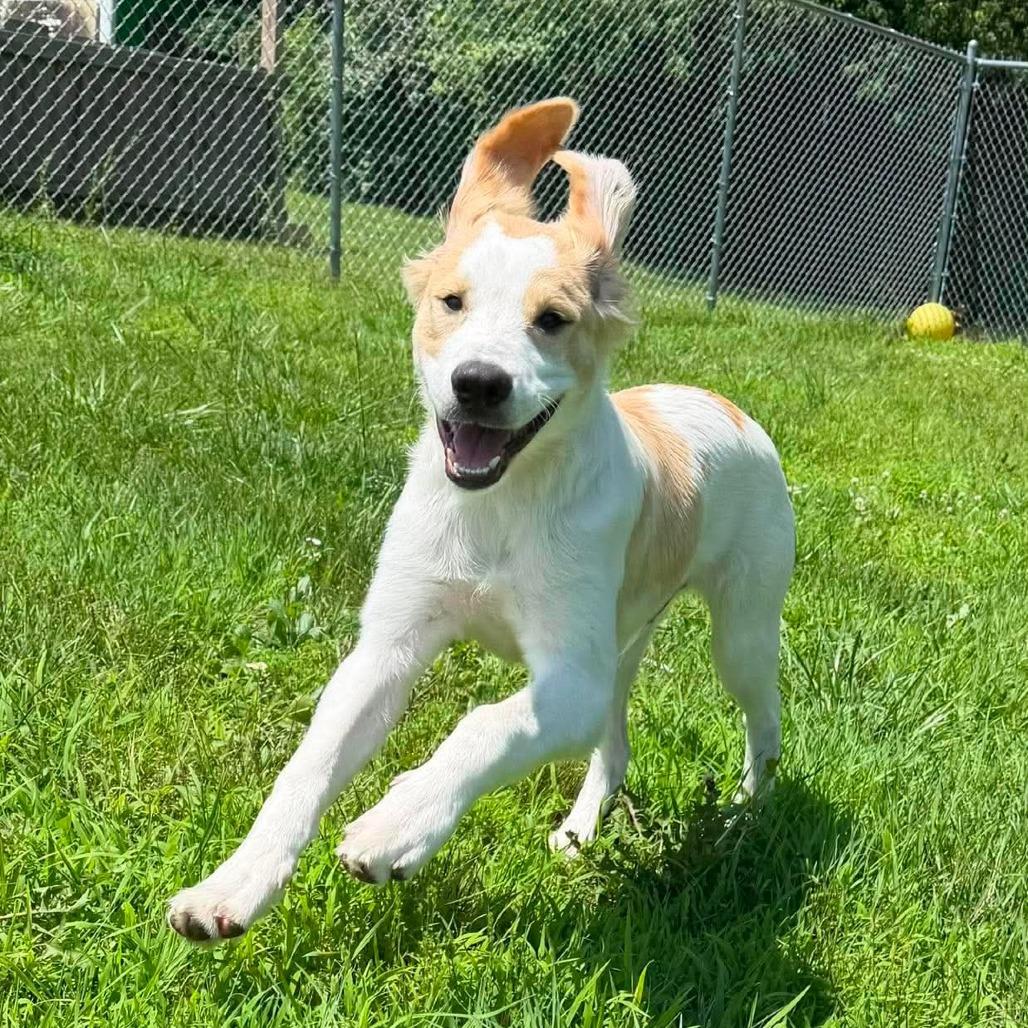 Enlarge Hercules, a Adoptable mixed breed in Jackson, MO image 4/6
