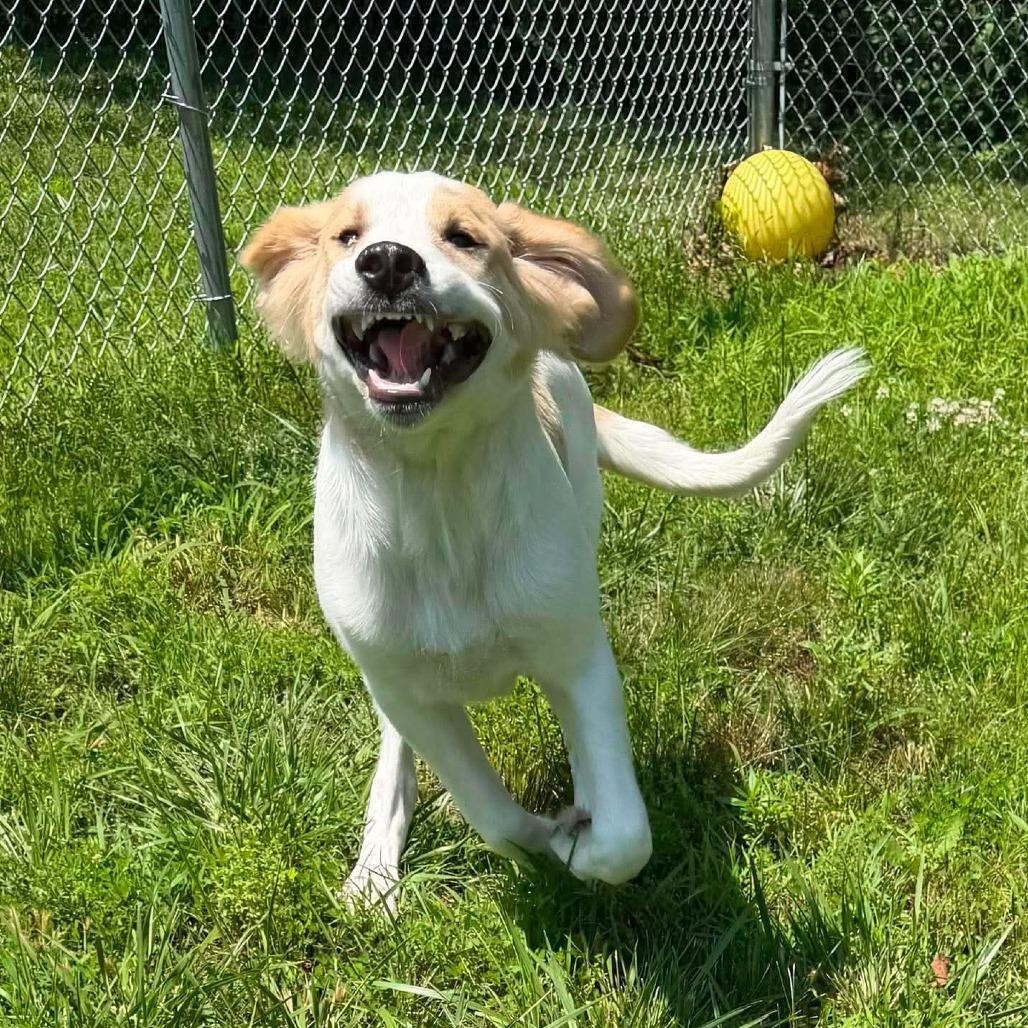 Enlarge Hercules, a Adoptable mixed breed in Jackson, MO image 5/6