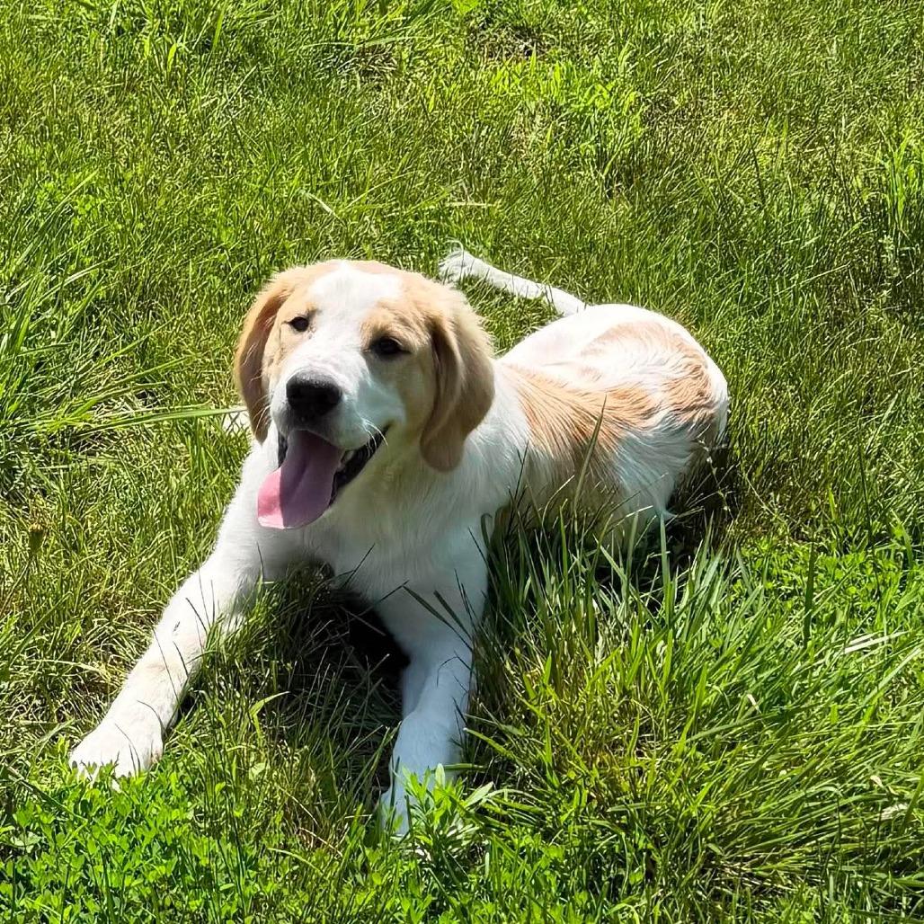 Enlarge Hercules, a Adoptable mixed breed in Jackson, MO image 6/6