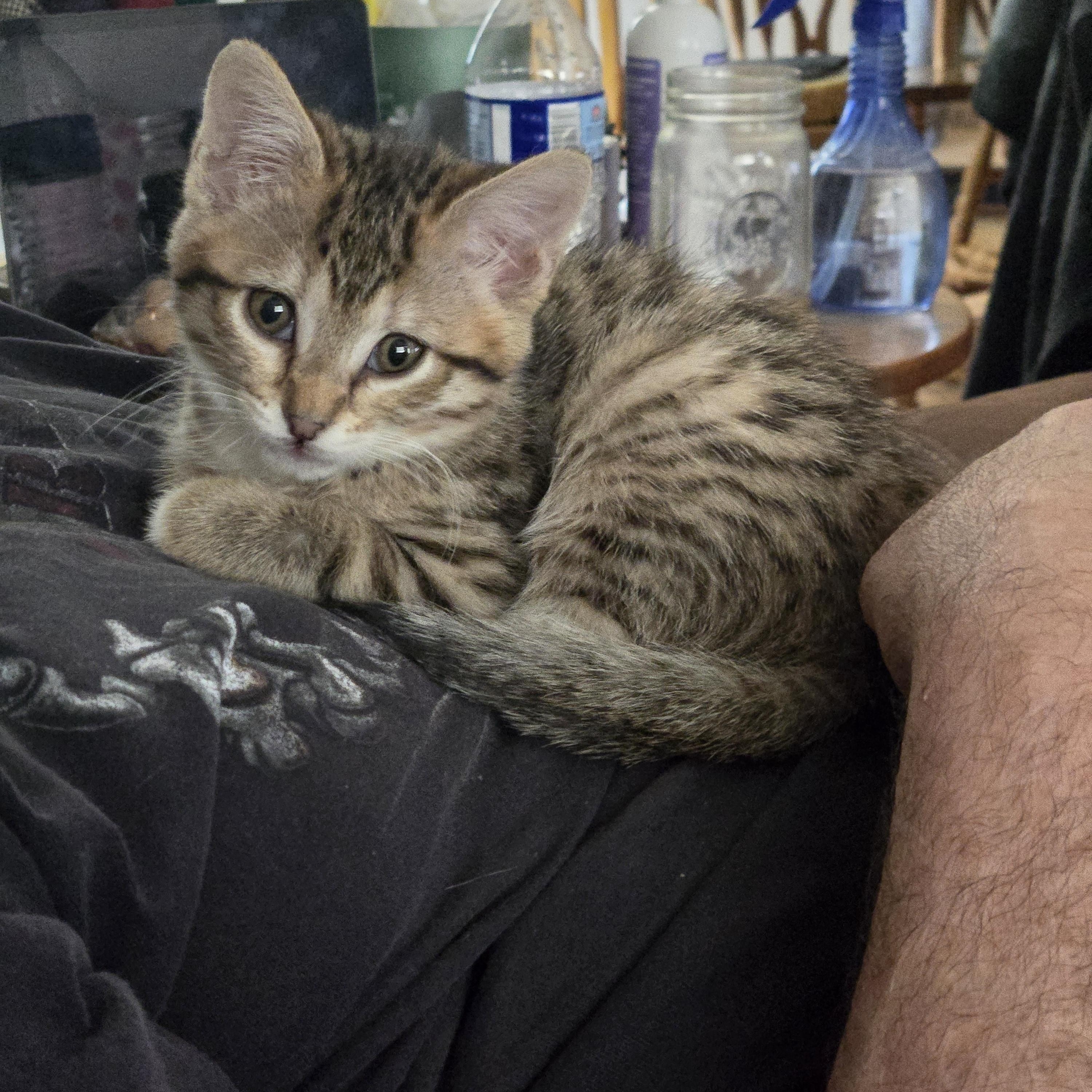 Pixie, Baby Female unknown