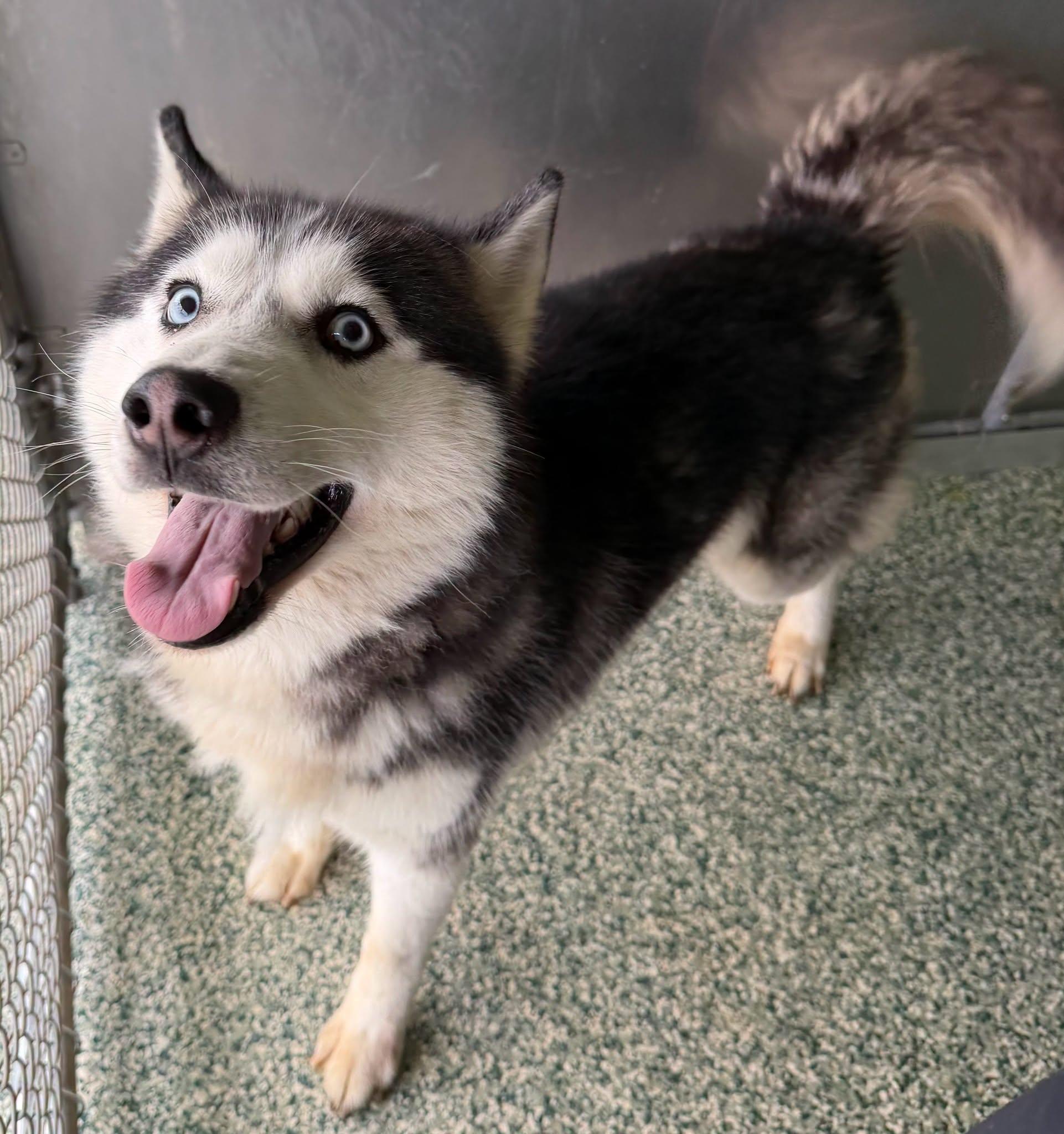 Raider, Adoptable, Adult Male Siberian Husky.