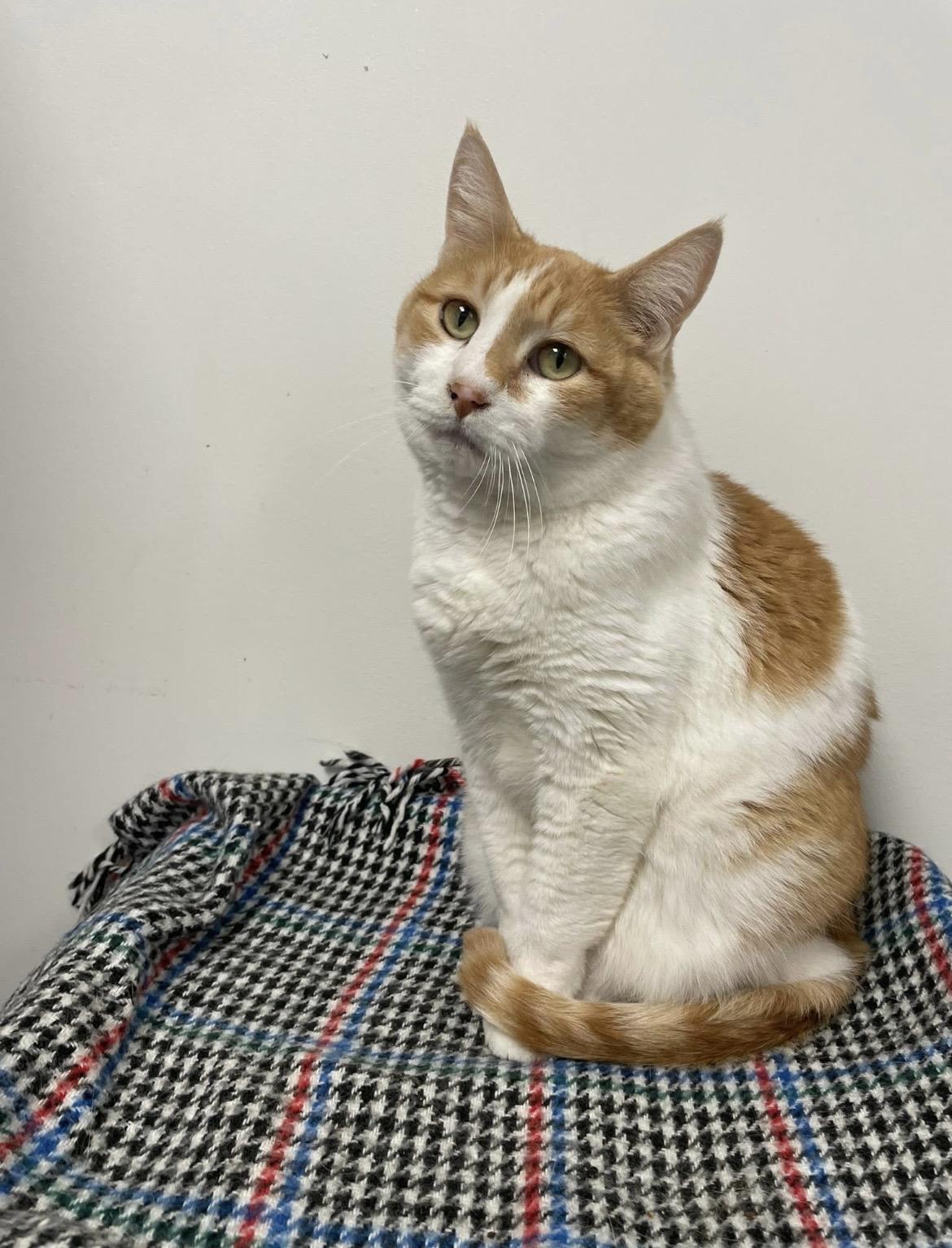Enlarge Jade (Bonded with Abbey), a ADOPTABLE Domestic Short Hair in Hudsonville, MI image 2/6