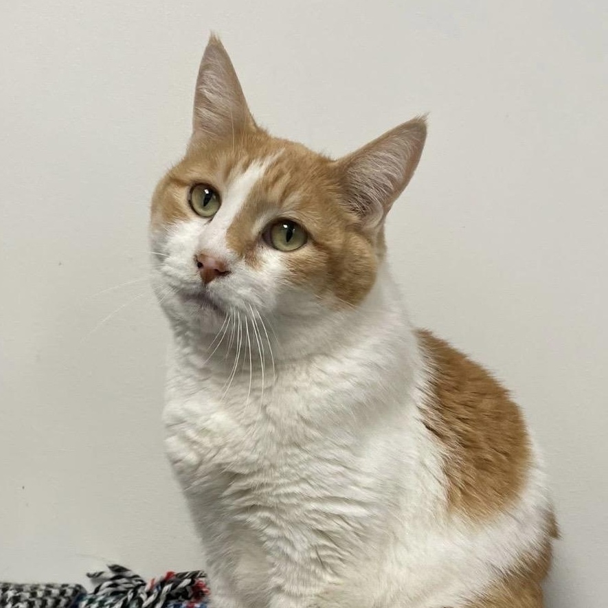 Enlarge Jade (Bonded with Abbey), a ADOPTABLE Domestic Short Hair in Hudsonville, MI image 1/5