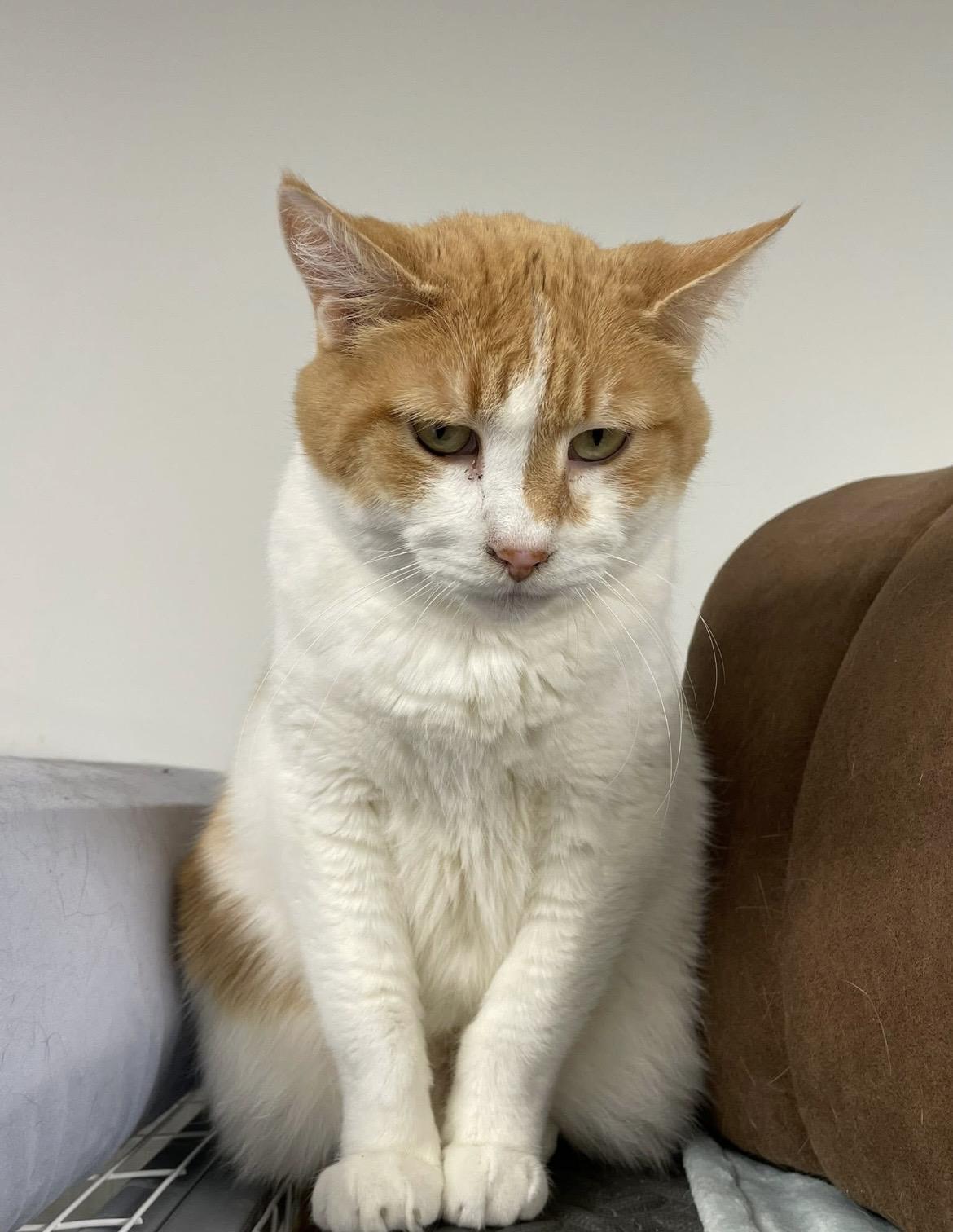 Enlarge Jade (Bonded with Abbey), a ADOPTABLE Domestic Short Hair in Hudsonville, MI image 2/5