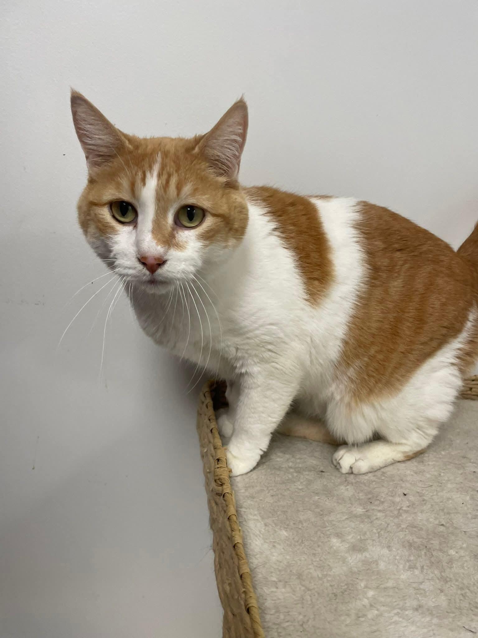 Enlarge Jade (Bonded with Abbey), a ADOPTABLE Domestic Short Hair in Hudsonville, MI image 5/5