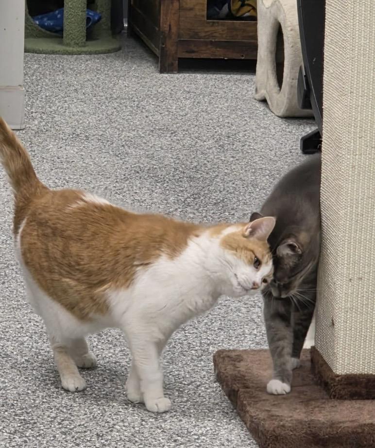 Jade (Bonded with Abbey), a ADOPTABLE Domestic Short Hair in Hudsonville, MI image 5/6