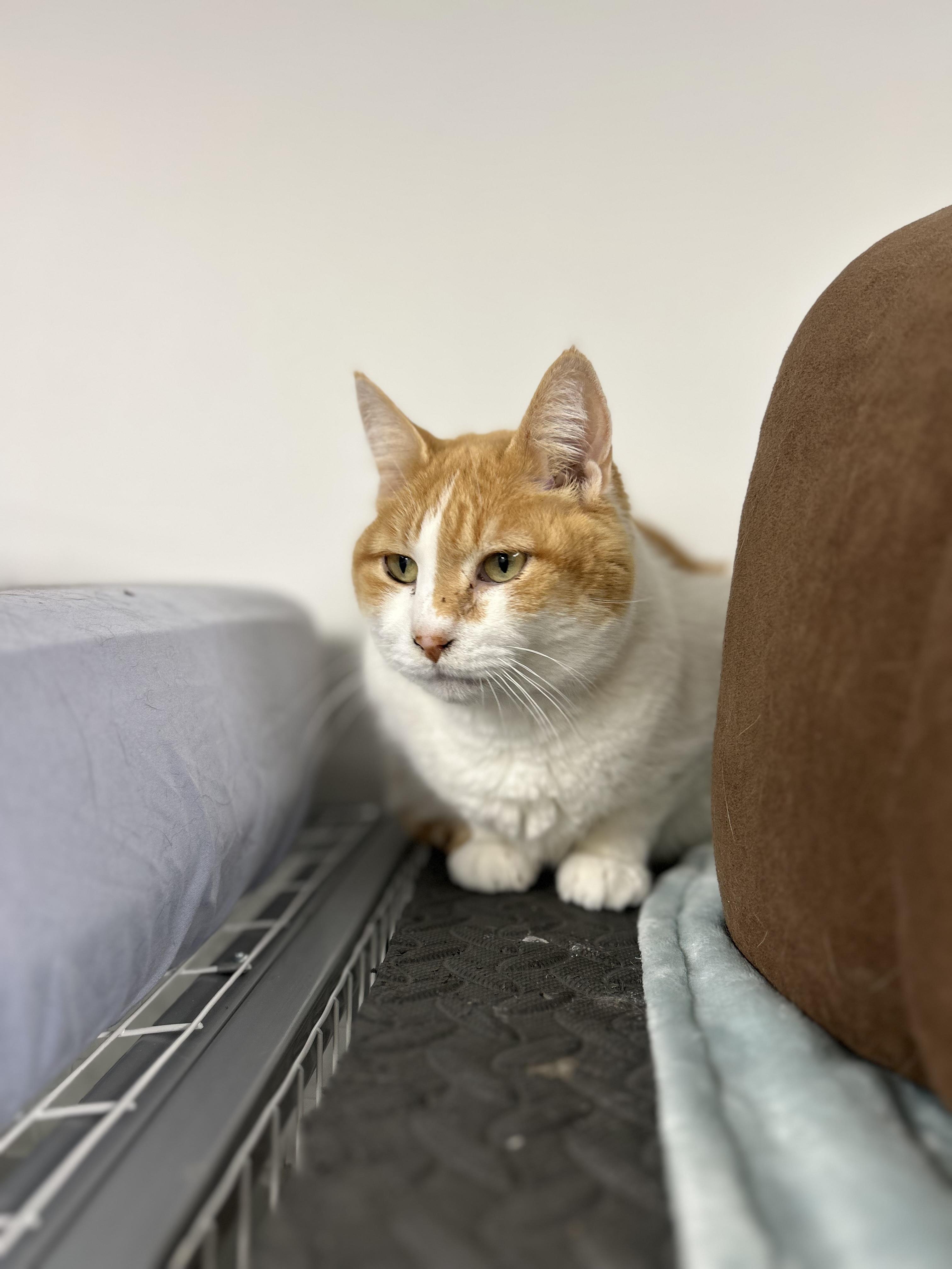 Enlarge Jade (Bonded with Abbey), a ADOPTABLE Domestic Short Hair in Hudsonville, MI image 5/5