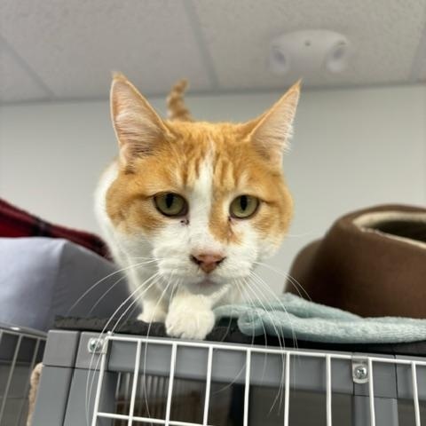 Jade (Bonded with Abbey), ADOPTABLE, Adult Female Domestic Short Hair.