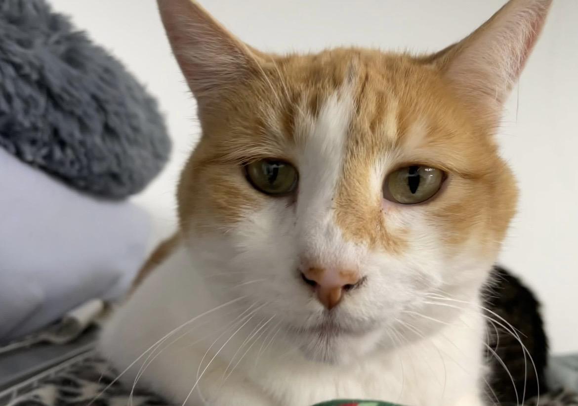 Jade (Bonded with Abbey), ADOPTABLE, Adult Female Domestic Short Hair.