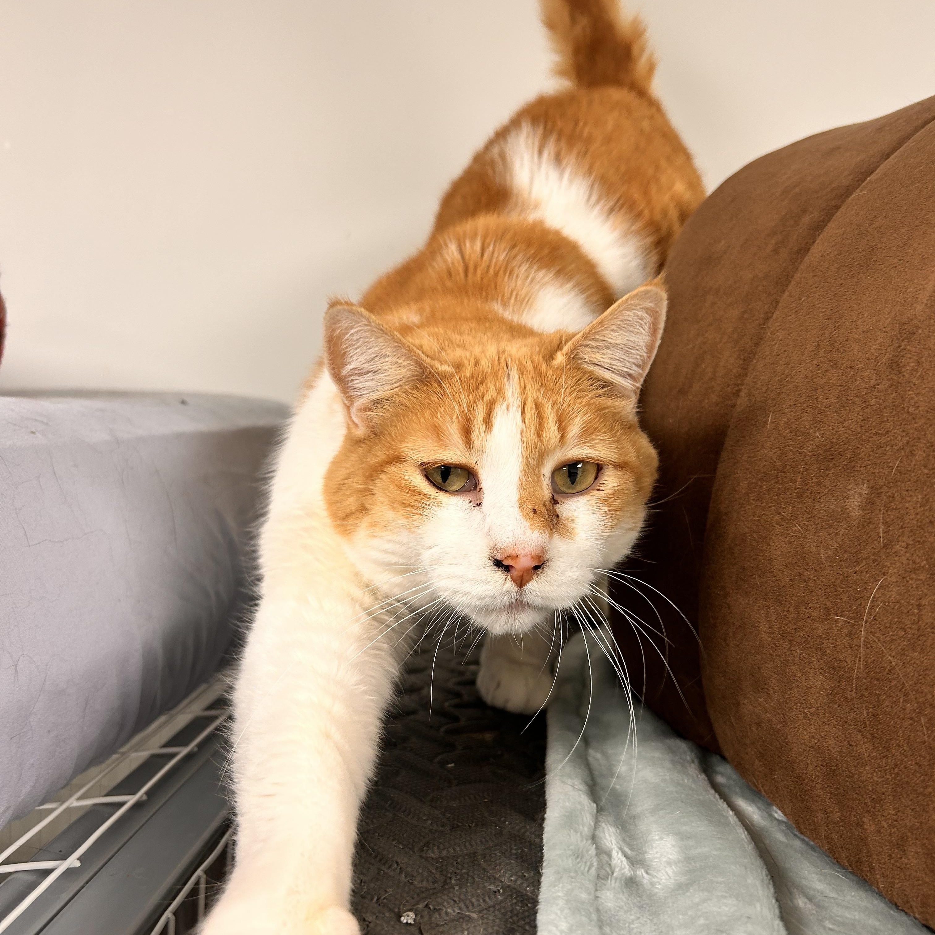 Enlarge Jade (Bonded with Abbey), a ADOPTABLE Domestic Short Hair in Hudsonville, MI image 4/5