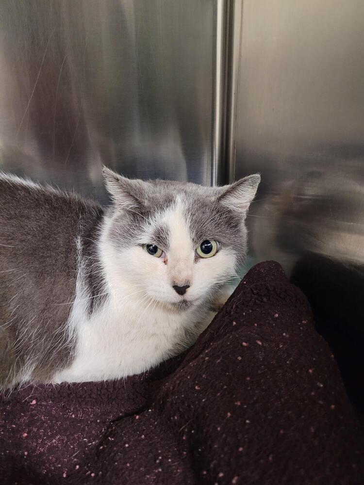 Luscius, Adoptable, Adult Male Domestic Short Hair.