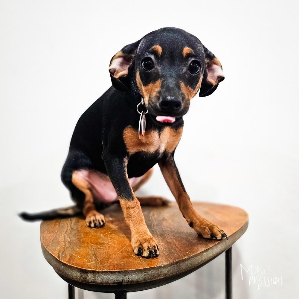 Izzy, Adoptable, Young Female Chihuahua.