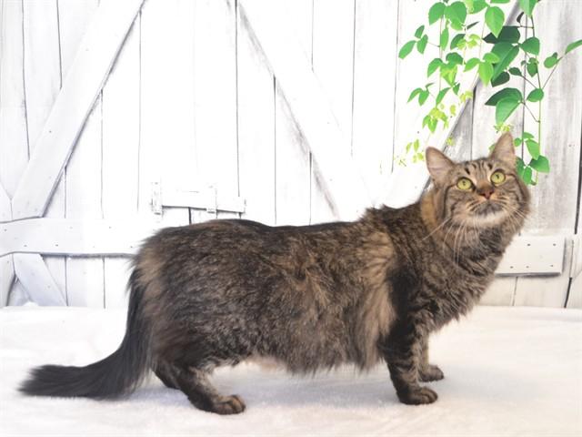 BIG BERTHA, Adoptable, Adult Female Domestic Long Hair & Domestic Short Hair.