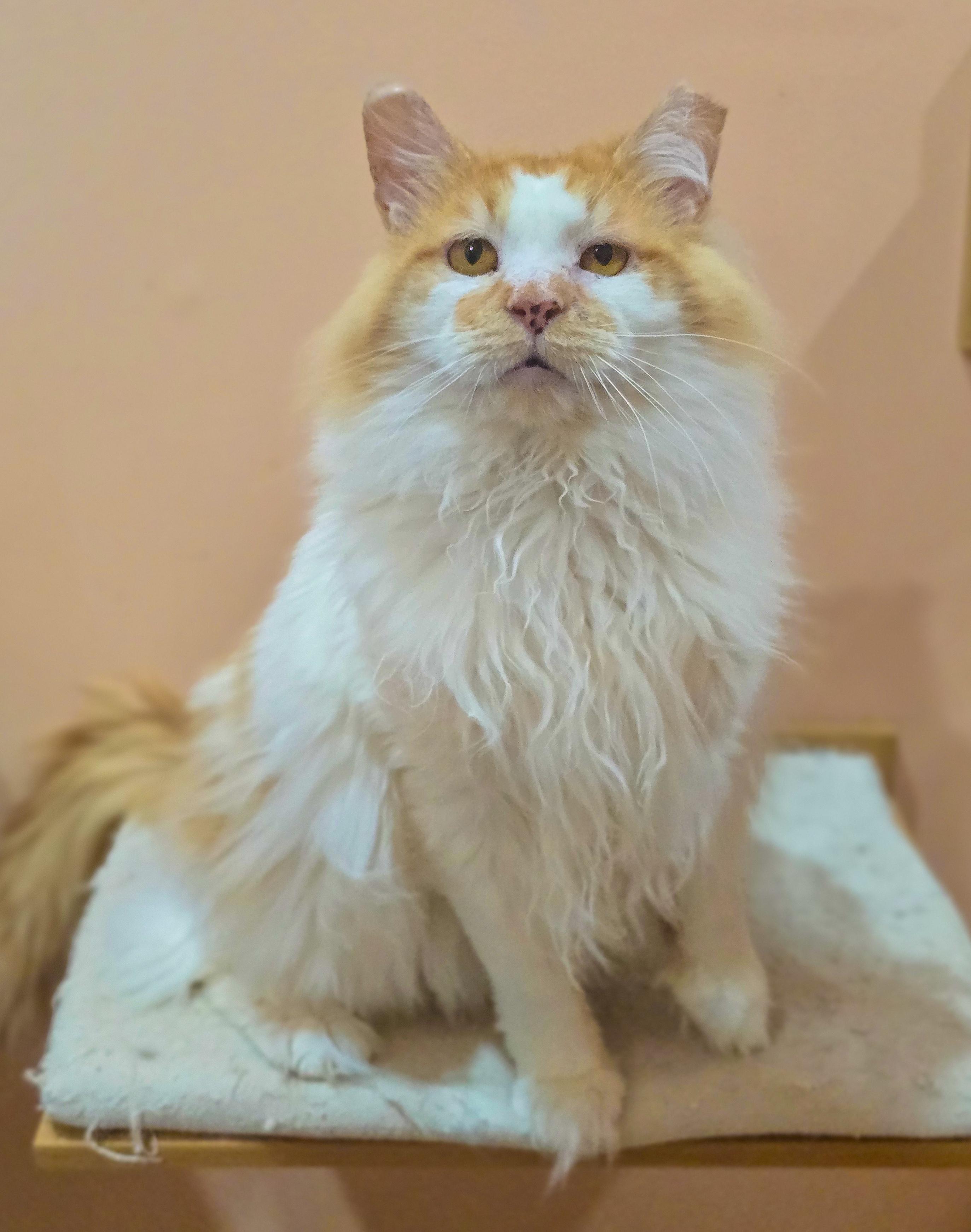 Enlarge Marcellus, an adoptable Domestic Long Hair in Mullica Hill, NJ image 1/6