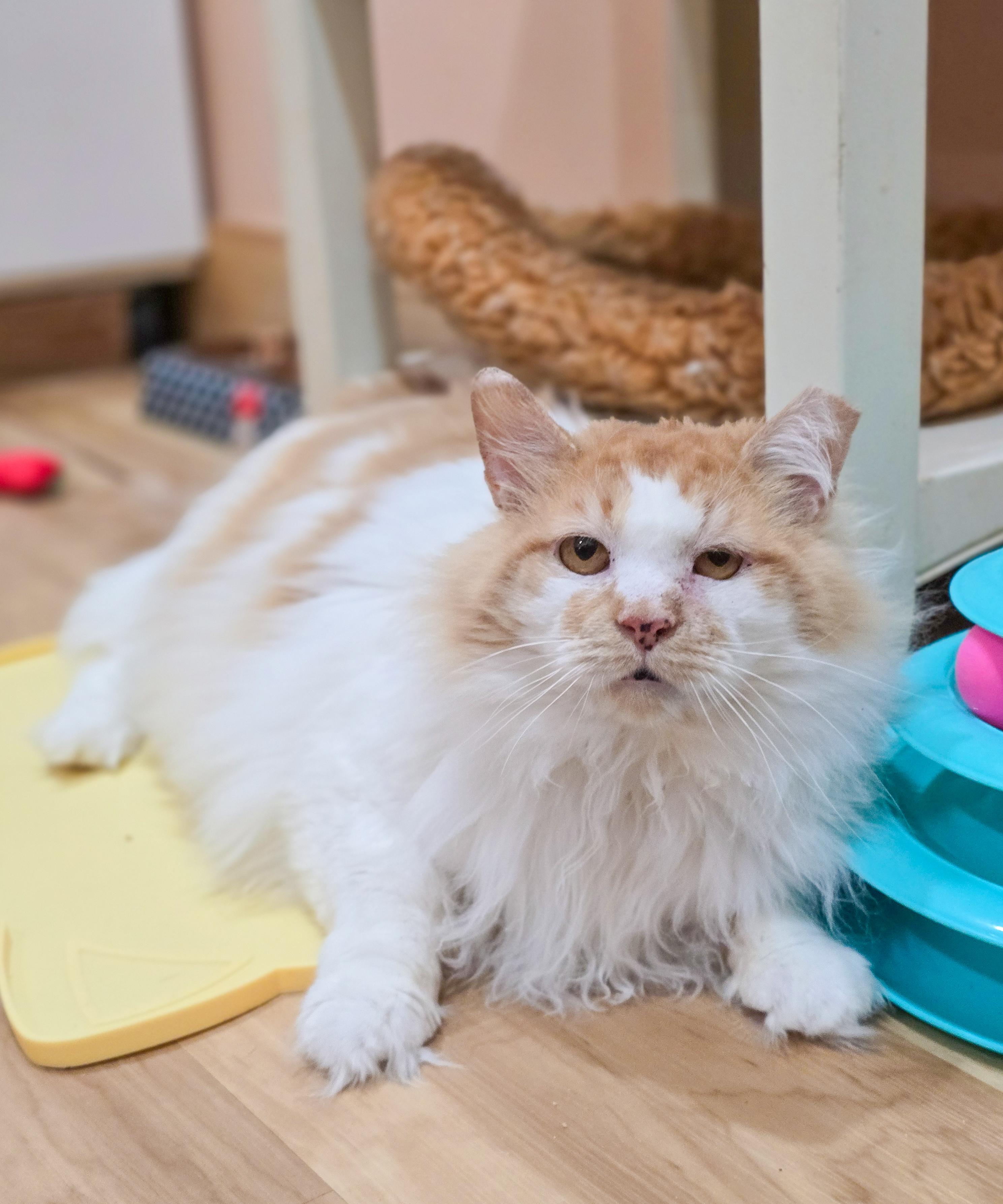 Enlarge Marcellus, an adoptable Domestic Long Hair in Mullica Hill, NJ image 3/6