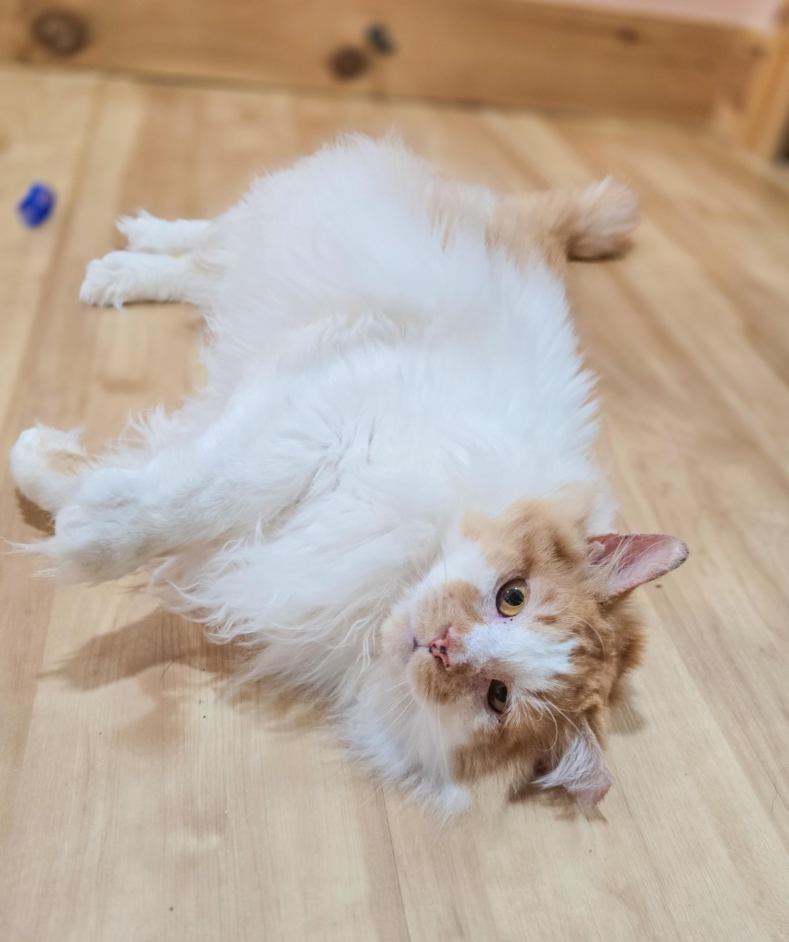 Enlarge Marcellus, an adoptable Domestic Long Hair in Mullica Hill, NJ image 6/6