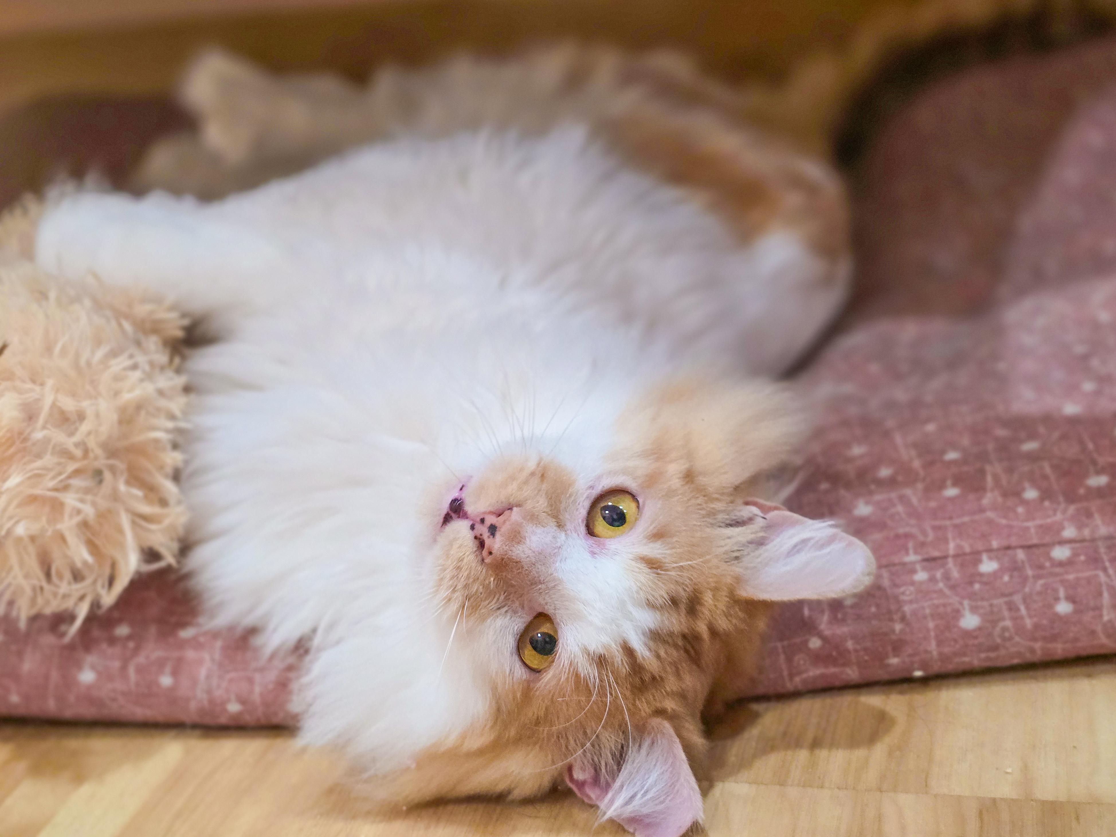 Marcellus, a Adoptable Domestic Long Hair in Mullica Hill, NJ image 2/2
