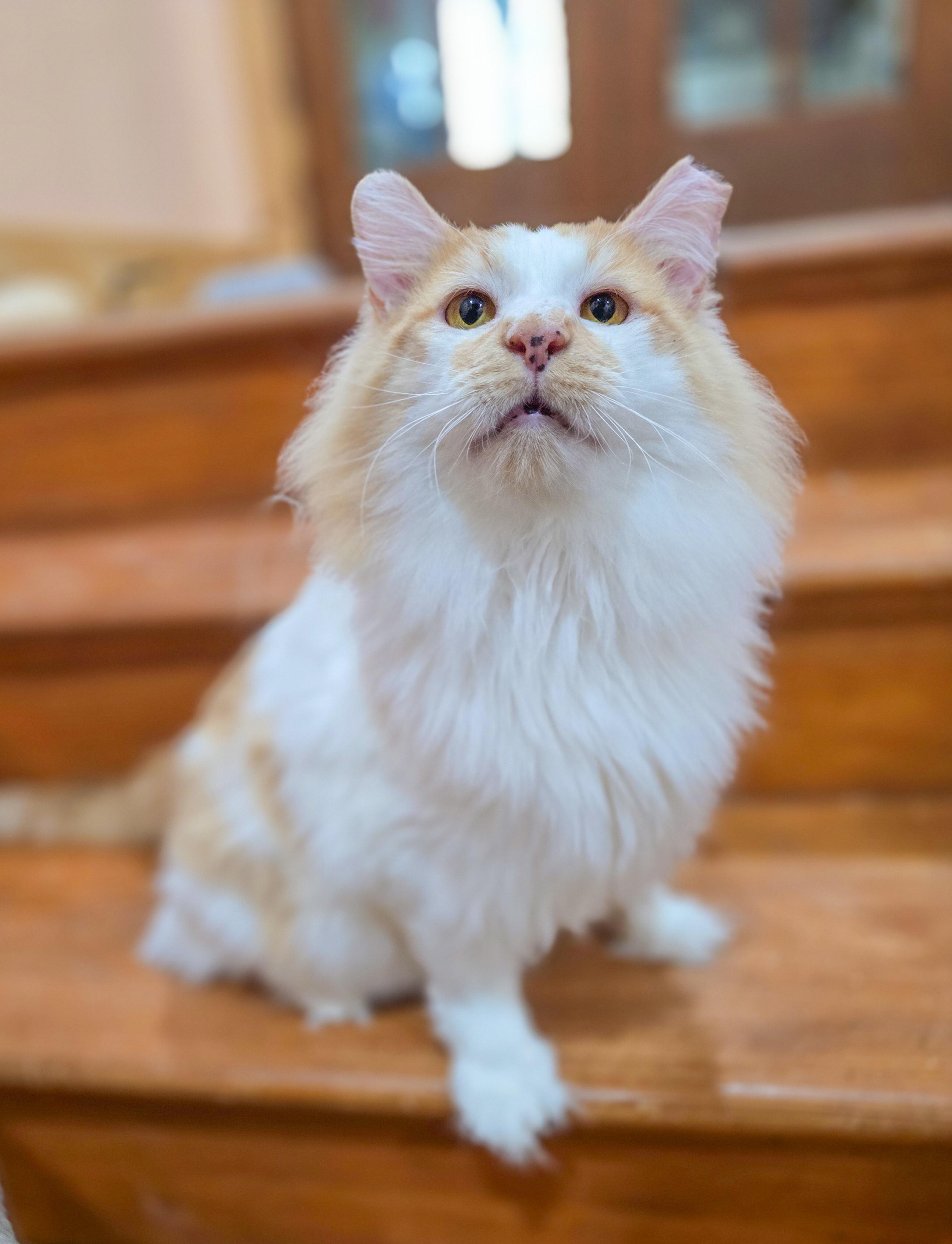 Marcellus, Adoptable, Adult Male Domestic Long Hair.