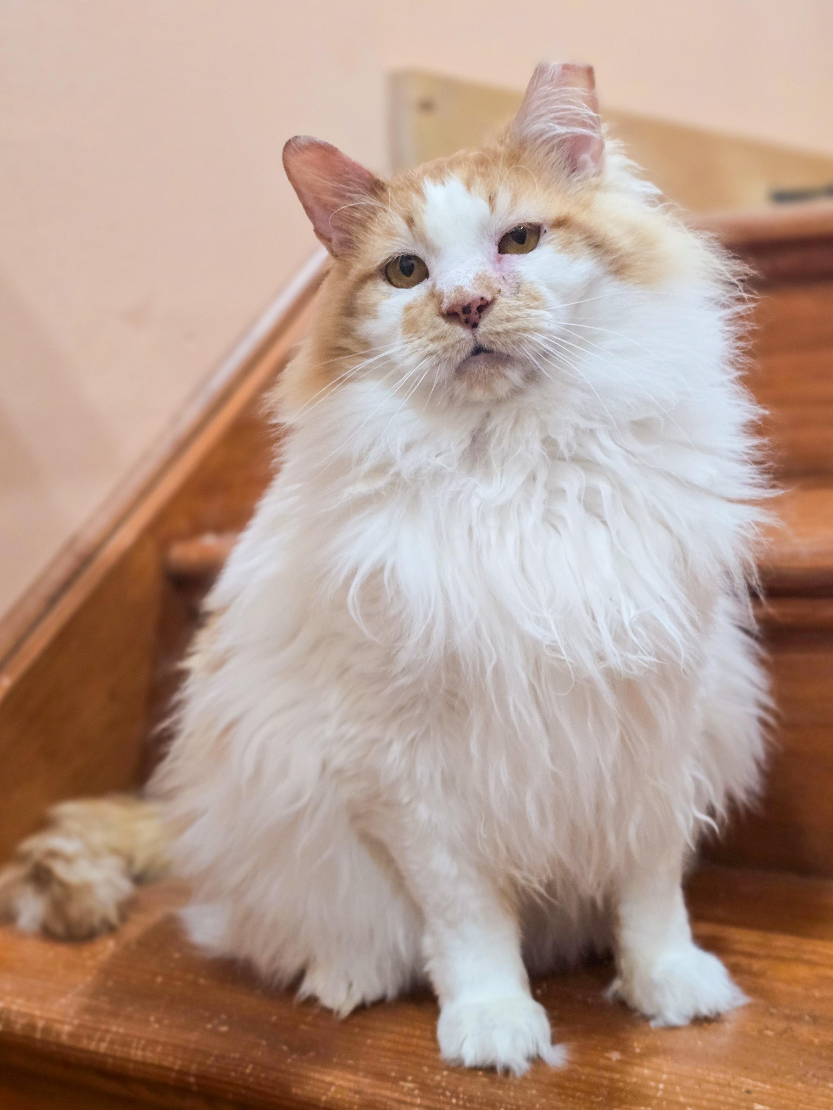 Enlarge Marcellus, an adoptable Domestic Long Hair in Mullica Hill, NJ image 5/6