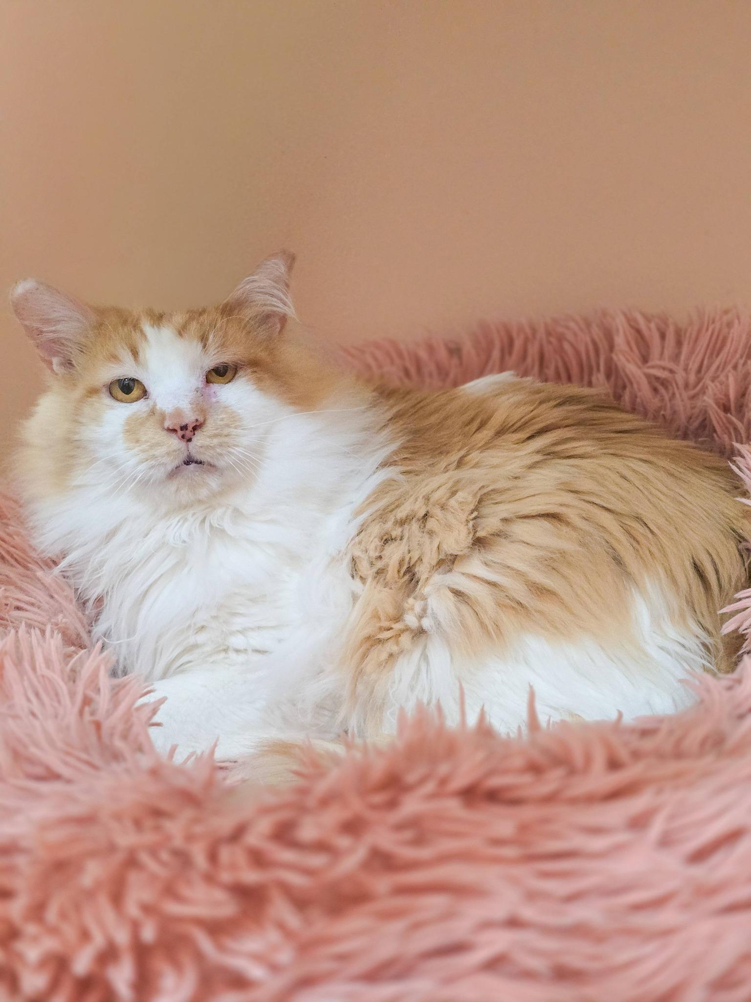 Enlarge Marcellus, an adoptable Domestic Long Hair in Mullica Hill, NJ image 2/6