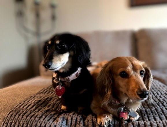 Cora and Bitsy, a Adopted Dachshund in Sioux Falls, SD image 1/2