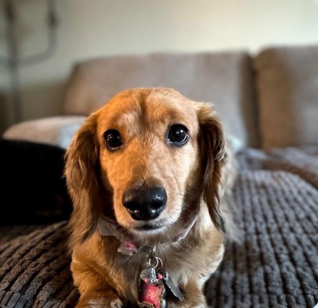 Cora and Bitsy, a Adopted Dachshund in Sioux Falls, SD image 2/2
