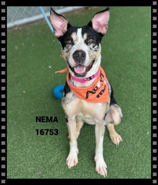 Enlarge NEMA , a ADOPTABLE mixed breed in Marietta, GA image 1/5